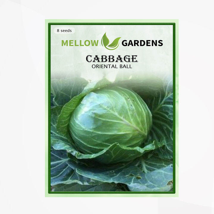 Oriental Ball Cabbage Seeds Lazada PH