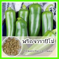 พร้อมส่ง ❗ รหัส 116 เมล็ดพันธุ์ OP แท้   พริกจาราปิโน่ - Jalapeno Mexican Pepper ติดผลง่าย ลูกดก เมล็ดพริก พริก เมล็ดพันธุ์ผัก เมล็ดผักนำเข้า