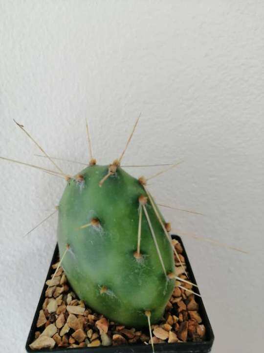 โอพันเทีย-opuntia-ทูน่า-ส่งต้นพร้อมกระถาง