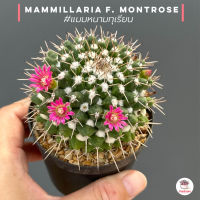 แมมหนามทุเรียน Mammillaria bucareliensis #กระถาง 2.5 นิ้ว แคคตัส กระบองเพชร cactus&amp;succulent
