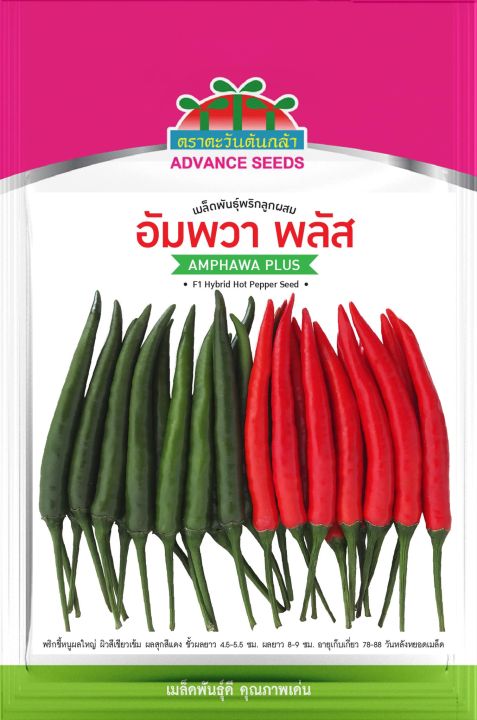 เมล็ดพันธุ์พริกอัมพวา-พลัส-ตะวันต้นกล้า-ขนาด-50-กรัม