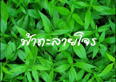 ฟ้าทะลายโจร Green Chiretta เมล็ดพันธุ์ฟ้าทะลายโจร บรรจุ 10 เมล็ด 10 บาท