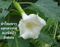 ลำโพงขาว เมล็ดพันธุ์ดอกลำโพงสีขาว มะเขือบ้า  แตรสวรรค์ Datura Seeds บรรจุ 5 เมล็ด 10 บาท