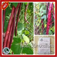 35 เมล็ด ถั่วฝักยาวสีม่วง เมล็ดพันธุ์ถั่วฝักยาวสีม่วง เมล็ดพันธุ์ถั่วฝักยาว ถั่วฝักยาว เมล็ดพันธุ์ถั่วฝักยาวชนก 1