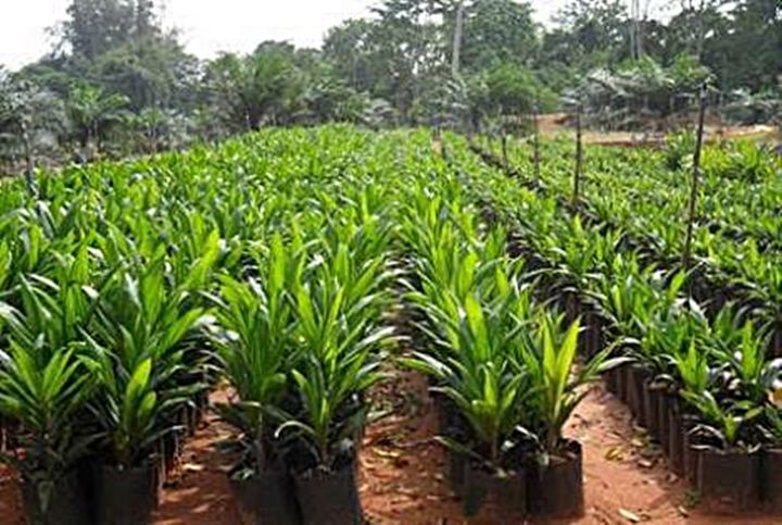 ส่งฟรี-1-ต้น-มีใบรับรอง-ต้นพันธุ์ปาล์มน้ำมัน-โกลด์เด้นเทเนอรา-gtปาล์มน้ำมันลูกผสม-dxp-oil-palm-สายพันธุ์เทเนอรา-พืชน้ำมัน-จัดส่งแบบห่อตุ้ม