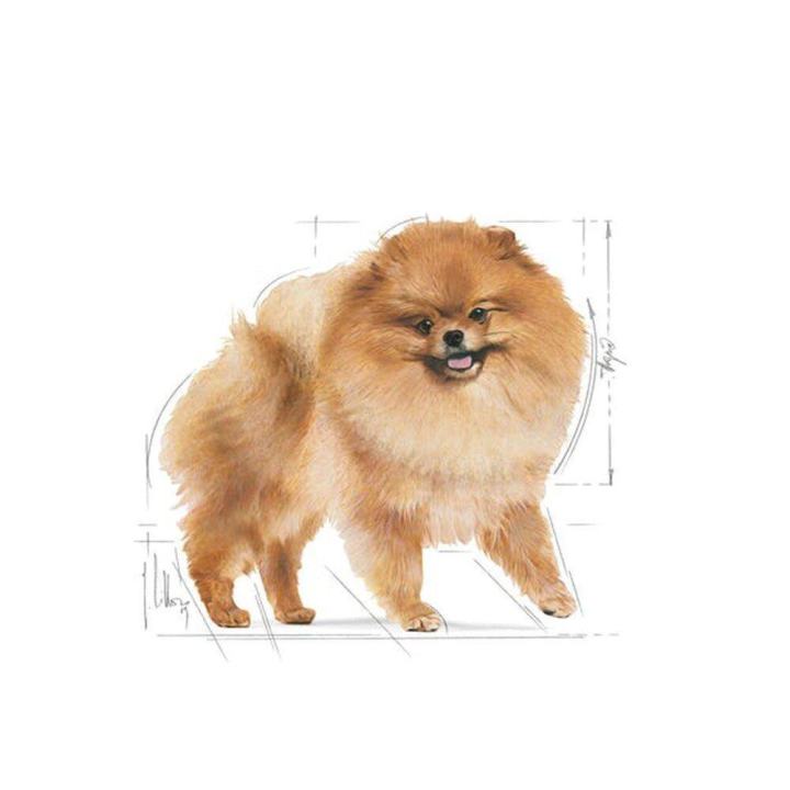 ยกโหล-12-ซอง-royal-canin-pomeranian-adult-dog-food-อาหารหมาปอมๆ-อาหารหมาปอม-อาหารหมารอยัล-คานิน-ขนาด-85-กรัม