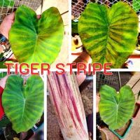 1 ต้น Colocasia Tiger Stripe บอนป่าหายาก ลายต้นสวยชัด ลายใบโดดเด่น ปลูกประดับสวยงาม ส่งแบบตัดใบ