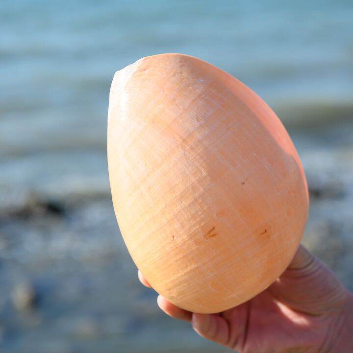 readystock-natural-big-sea-conch-shell-coconut-snail-yellow-ladle-snail-fish-tank-coral-reef-landscaping-marine-life-specimen-collection-yy