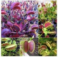 ไม้กินแมลงปากแดง (กาบหอยแครงปากแดง) 50 seeds กาบหอยแครงปากแดง (Venus flytrap) Dionaea, insectivorous plants, insectivorous plants, edible