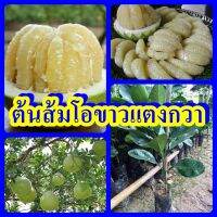 ส้มโอขาวแตงกวา รสชาติหวานซ่อนเปรี้ยว ไม่มีเมล็ด เนื้อสีเหลืองน้ำผึ้ง ต้นพันธุ์เสียบยอดสูง 40-50 ซม.แข็งแรงพร้อมปลูก