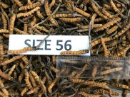 5gr Đông trùng hạ thảo Bhutan loại C - dùng trong 2 tuần