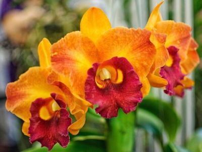 30 เมล็ดพันธุ์ เมล็ดกล้วยไม้ แคทลียา (Cattleya Orchids) Orchid flower seeds อัตราการงอก 80-85%