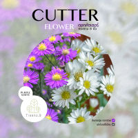 Treeno.9 T166 คัตเตอร์ ม่วง ขาว คละสี(Cutter Flower) กระถาง 8 นิ้ว ดอกไม้ ดอกไม้จัดช่อ ต้นไม้ ไม้ดอก