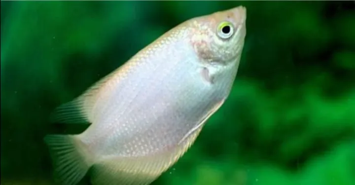 GOLDEN KALOI FISH/GIANT GOURAMI/IKAN HIASAN/LIVE FISH/ORNAMENTAL FISH ...