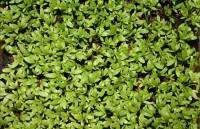 เมล็ด Garden Cress : Sprint 1กรัม/450 เมล็ด