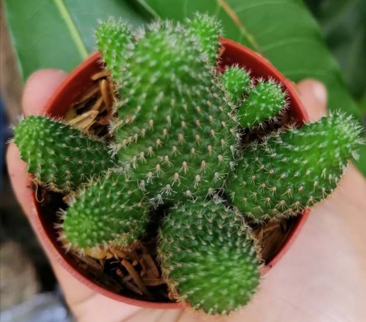 รีบูเทีย-rebutia-แคคตัส-สายดอก-ฟอร์มกอ-ส่งต้นพร้อมกระถาง