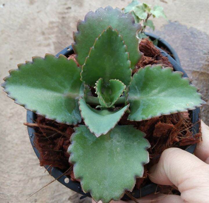 เศรษฐีพันล้าน-kalanchoe-hybrid-เป็นไม้มงคลเสริมความร่ำรวย-ทำมาค้าขึ้น-ทนแล้ง-เลี้ยงง่าย-ชอบแดด-กระถาง5นิ้ว