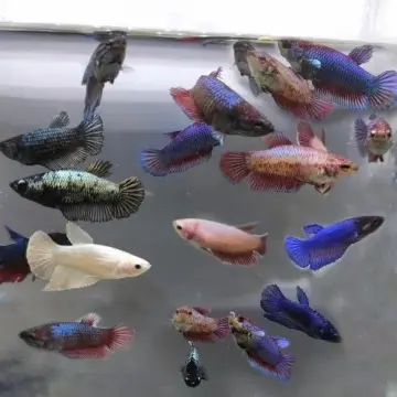 Betta Fish Live - Best Price in Singapore - Mar 2024