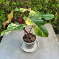 Philodendron Red Emerald (Strawberry Shake) ต้นฟิโลเดนดรอน สตรอเบอรี่เชค ไม้ด่างสายสะสม