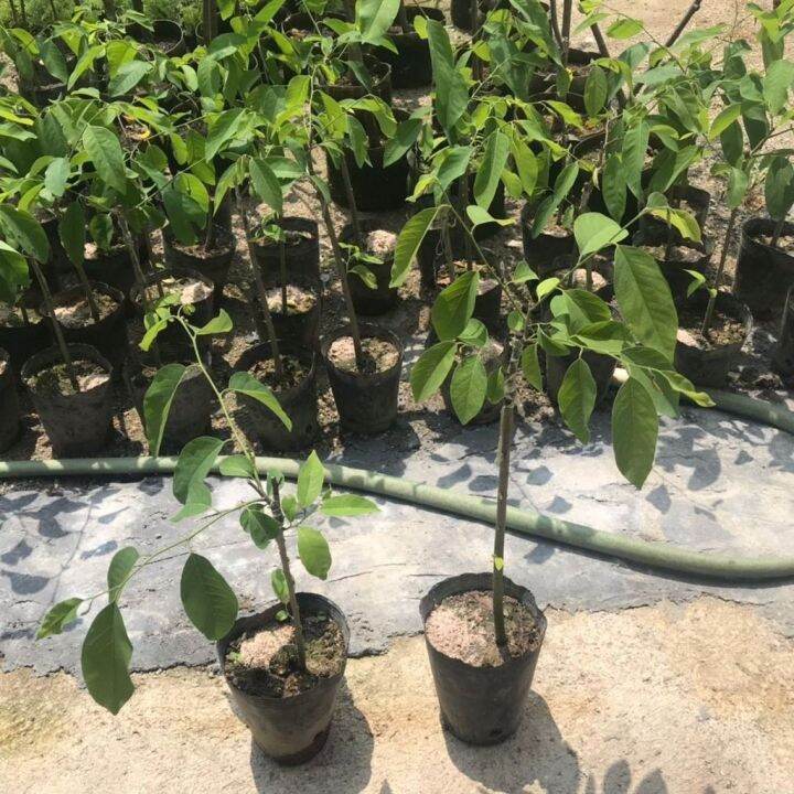 Four seasons Sakyamuni fruit tree seedlings Taiwan sweet apple lychee