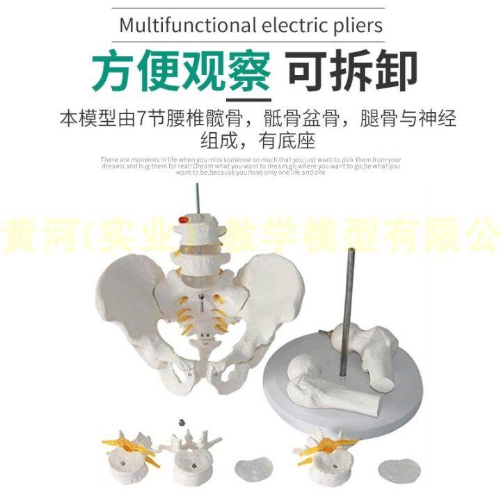 natural-big-body-five-lumbar-with-pelvis-and-femur-model-of-lumbar-bone-pelvic-model-teaching