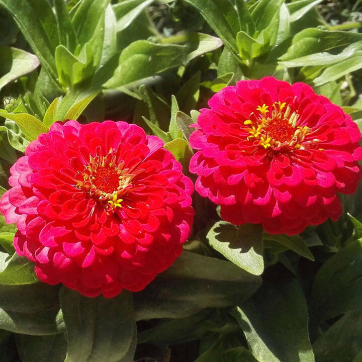 เมล็ดดอกบานชื่น-กลีบซ้อน-คละสี-zinnia-ต้นบานชื่นหลากสี