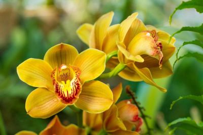 18 เมล็ดพันธุ์ เมล็ดกล้วยไม้ กล้วยไม้ ซิมบิเดียม (Cymbidium Orchids) Orchid flower seeds อัตราการงอกสูง 70-80%