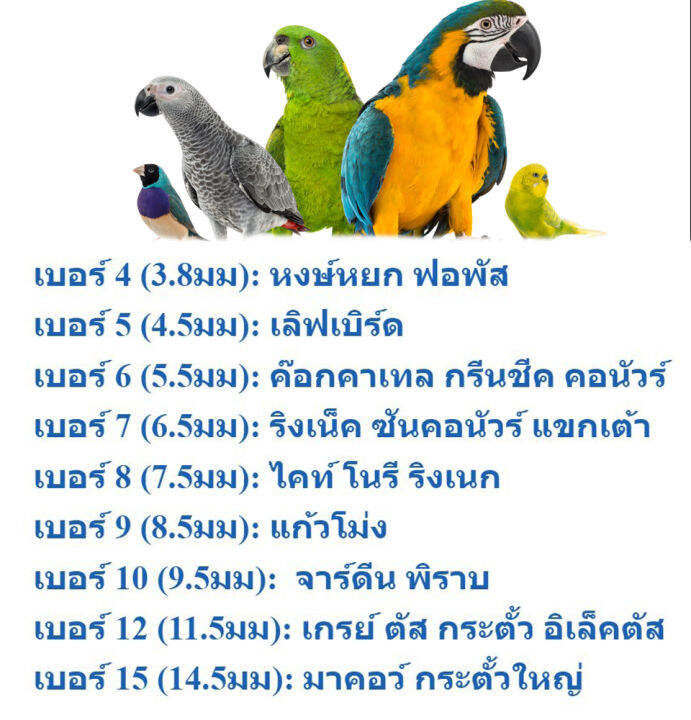 แถมห่วงเปิด-ขนาด-12มม-สายจูงนก-สายยืดคล้องขานก-เชือกนกแก้ว-3เมตร-ห่วงขานก-ห่วงเปิดนก-เกรย์-ตัส-กระตั้ว-อิเล็คตัส