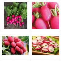 เมล็ดพันธุ์ แรดิช เลดี้สลิปเปอร์ (Lady Slipper Radish Seed) บรรจุ 200 เมล็ด