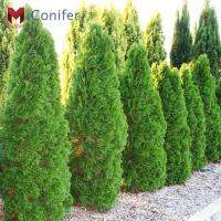 พันธุ์สนConifer(30เมล็ด)ตกแต่งคริสมาสต์