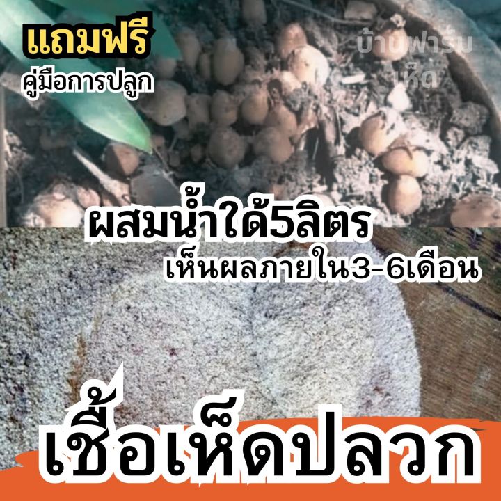 เชื้อเห็ดโคลน-หรือเห็ดปลวก-เชื้อเห็ด-ผลิตจากจาวปลวกแท้100-ผสมน้ำใด้5ลิตร-เชื้อเข้มข้น