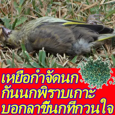 ทำลายอวัยวะภายในตายใน 3วัน เหยื่อกำจัดนก 150g ซื้อ 1 ได้ 3 ชนิดไม่ต้องผสมอาหาร เหยื่อกำจัดนกพิราบ กำจัดนกทั่วไป นกพิราบ นกกระจอก นกกระจิบ นกขนาดเล็ก ที่มาทำลายข้าวของ ไล่นกพิราบถาวร ตายแห้งลดกล็นเหม็น ก้อนไล่นกพิราบ ที่ไล่นก เครื่องไล่นก อุปกรณ์ไล่นก ไล่น