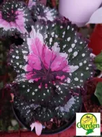 Shop Begonia Hybrid with great discounts and prices online - Aug 2022 |  Lazada Philippines