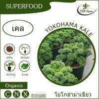 เคลโยโกฮาม่าเขียว