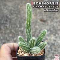 พร้อมส่ง โปรโมชั่น อิชินอปเลื้อย Echinopsis chamaecereus แคคตัส เพชร cactus&amp;succulent ส่งทั่วประเทศ พรรณ ไม้ น้ำ พรรณ ไม้ ทุก ชนิด พรรณ ไม้ น้ำ สวยงาม พรรณ ไม้ มงคล