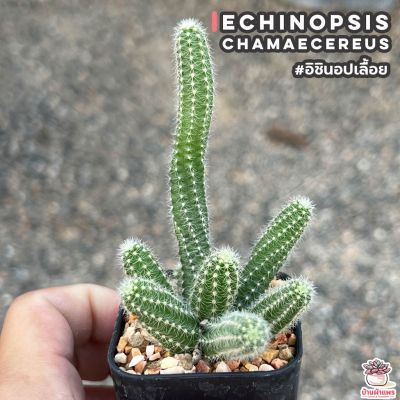 HOT** อิชินอปเลื้อย Echinopsis chamaecereus แคคตัส เพชร cactus&amp;succulent ส่งด่วน พรรณ ไม้ น้ำ พรรณ ไม้ ทุก ชนิด พรรณ ไม้ น้ำ สวยงาม พรรณ ไม้ มงคล