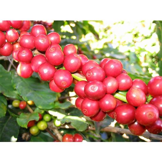 Cà phê rang mộc arabica ,cafe rang xay nguyên chất, thơm lâu, đậm vị - ảnh sản phẩm 2