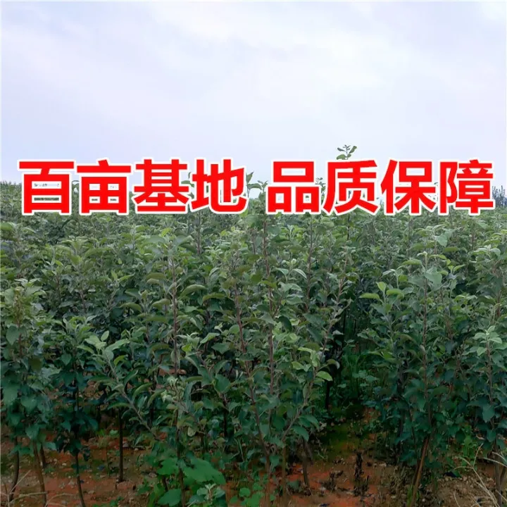 [Buy one and send five] Grafted apple tree seedlings with extralarge