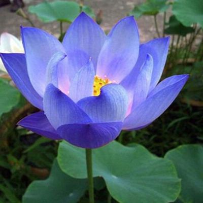 5 เมล็ด เมล็ดบัว ดอกสีม่วง ดอกใหญ่ ของแท้ 100% เมล็ดพันธุ์บัวดอกบัว ปลูกบัว เม็ดบัว สวนบัว บัวอ่าง Lotus seed.