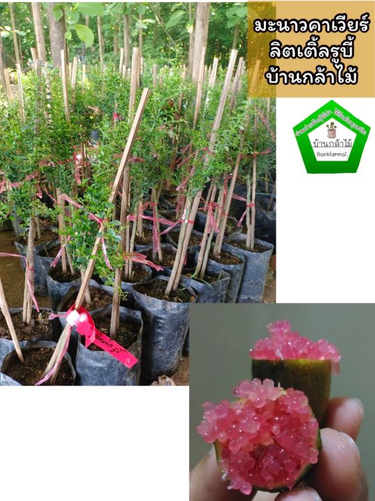 ต้นมะนาวคาเวียร์ลิตเติลรูบี้ สีชมพู 🎉ต้นแข็งแรง ระหว่างขนส่งสินค้าเสียหาย ทางร้านรับผิดชอบทุกรณีจ้า