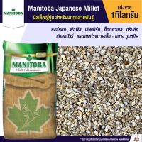 ( Promotion ) สุดคุ้ม Manitoba มิลเล็ตญี่ปุ่น Japanese Millet (แบ่งขาย 1kg.) ราคาถูก อาหาร นก อาหารนกหัวจุก อาหารนกแก้ว อาหารหงส์หยก