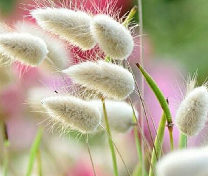 ขายส่ง-100-เมล็ด-เมล็ดหญ้าหางกระต่าย-bunny-tails-grass-เมล็ดพันธุ์นำเข้า-ต้นไม้และเมล็ดพันธุ์-เมล็ดพันธุ์พืช-หญ้าหางกระต่าย-หญ้าประดับ