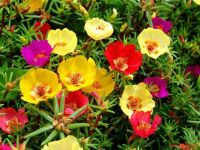 20 เมล็ดพันธุ์ เมล็ด คุณนายตื่นสาย หรือ แพรเซี่ยงไฮ้ Portulaca grandiflora Seed อัตราการงอก 80-85%