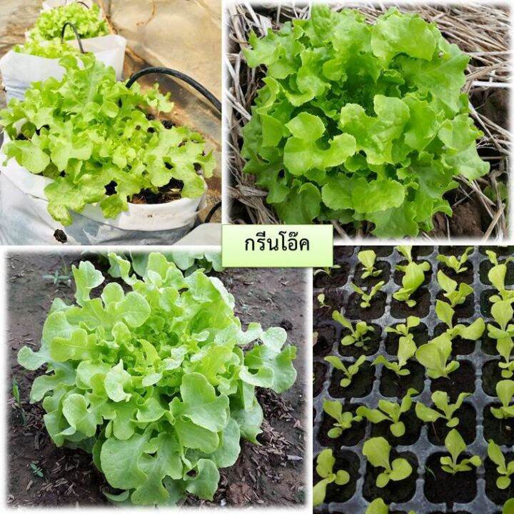 เมล็ดผักสลัดกรีนโอ๊ค-100-เมล็ด-ซื้อ10แถม1-คละได้