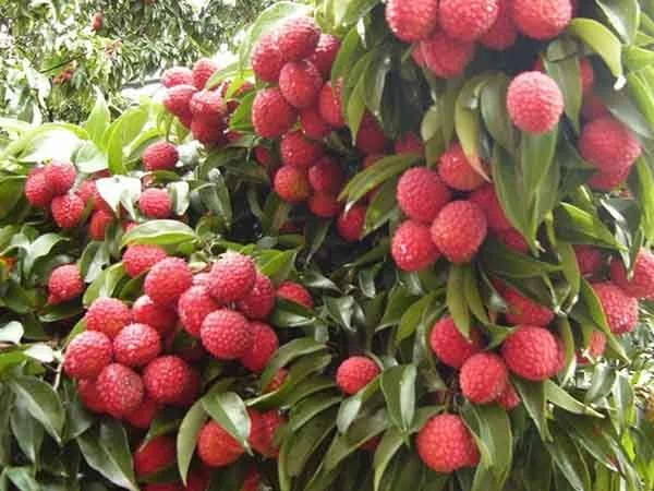 Cây VẢI THIỀU | Lazada.vn