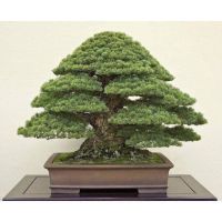 25 เมล็ดพันธุ์ เมล็ด สนดำญี่ปุ่น สนญี่ปุ่น บอนไซ JAPANESE BLACK PINE Seed อัตราการงอก 80-85%