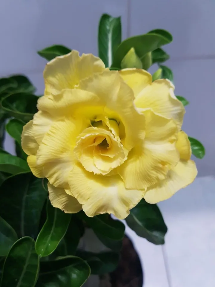Top 138+ về các loại cây hoa màu vàng hay nhất
