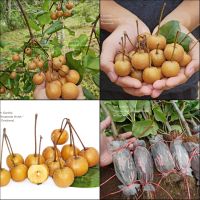 (1กิ่งตอน ) กิ่ง กิ่งตอน แบบตอน สาลี่จิ๋ว Baby asian pears / Wild pear fruit สาลี่ จิ๋ว ต้นสาลี่จิ๋ว ต้นสาลี่