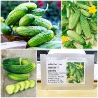 เมล็ดพันธุ์ แตงกวา บอสตัน Boston Pickling Cucumber Seed 40 เมล็ด คุณภาพดี ราคาถูก ของแท้