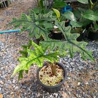 ต้นอโลคาเซียแจ็คลิน Alocasia Jacklin